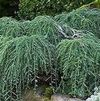 Tsuga canadensis 'Coles Prostrate'