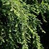 Tsuga canadensis 'Sargents Pendula'