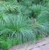 GR Carex firma 'Glauca'