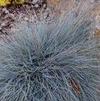 GR Festuca amethystina glauca 'Boulder Blue'