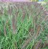 GR Pennisetum alopecuroides 'Moudry'