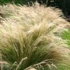 GR Stipa tenuissima 'PonyTails'