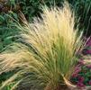 GR Stipa gigantea