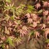 Acer palmatum 'Asahi Zuru'