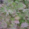 Acer japonicum 'Fern Leaf'