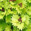 Acer japonicum 'Kinkakure'