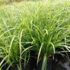 GR Carex morrowii 'Ice Dance'