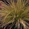 GR Deschampsia Cespitosa 'Northern Lights'