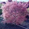 Acer palmatum 'Akaji Nishiki'