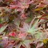 Acer palmatum 'Beni Hoshi'