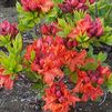 Azalea 'Gibralter'