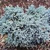 Juniperus Squamata 'Blue Star'