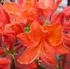 Azalea 'Mandarin Lights'