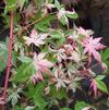 Acer palmatum 'Orido Nishiki'