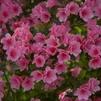 Azalea kurume 'Coral Bells'