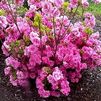 Azalea 'Gable Rosebud'