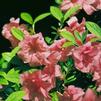 Azalea 'Louise Gable'