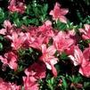 Azalea 'Macrantha'