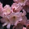 Azalea 'Pink Gumpo'