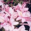 Azalea 'Pink Ice'