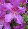 Azalea 'Sherwood Orchid'