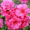 Azalea 'Girards Jeremiah'