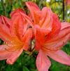 Azalea 'Cecile'