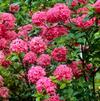 Azalea 'Knap Hill Homebush'