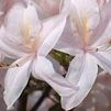 Azalea 'Rosy Lights'