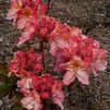 Azalea 'Strawberry Ice'