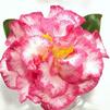 Camellia Japonica 'Mrs. Betty Sheffield'