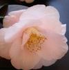 Camellia Japonica 'Mrs. D. W. Davis'