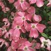 Cornus florida 'Cherokee Chief'