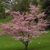 Cornus florida 'Rubra'