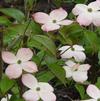 Cornus kousa 'x florida florida Stellar Pink'