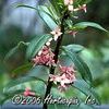 Daphne odora 'Leucanthe'