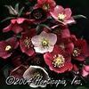 Helleborus X Orientalis 'Royal Heritage'