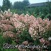 Hydra paniculata 'Pink Diamond'