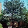 Cedrus atlantica 'Glauca'