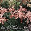 Pieris japonica 'Valley Rose'