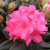 Rhododendron yakushimanum 'Aloha'