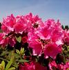 Rhododendron 'Anna Rose Whitney'