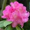 Rhododendron 'Antwoon Van Welie'
