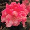 Rhododendron Yakushimanum 'Bashful'