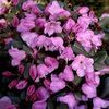 Rhododendron 'Bowbells'