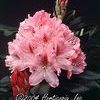 Rhododendron 'Cheer'