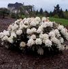 Rhododendron 'Cunninghams Blush'