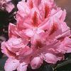 Rhododendron 'Furnivals Daughter'