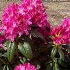 Rhododendron 'Holden'