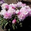 Rhododendron Yakushimanum 'Ken Janeck'